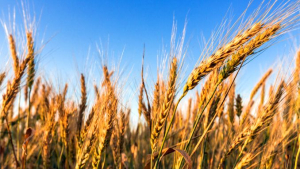 Romanian farmers face unprecedented challenges due to input prices, extreme drought, and lack of irrigation systems