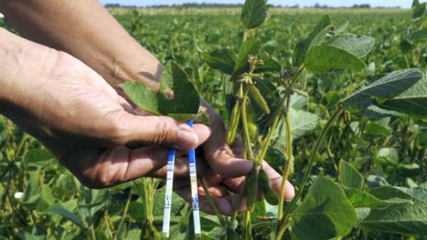 Ten Genetically Modified Crops for Use as Food and Animal Feed, Authorised by EC