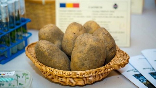 Clubul Fermierilor Români și Federația Național a Cartofului solicită sprijin cuplat pentru cartoful timpuriu și cel pentru sămânță