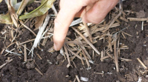 Agreena and IPSO Romania, a new strategic partnership on the regenerative agriculture market