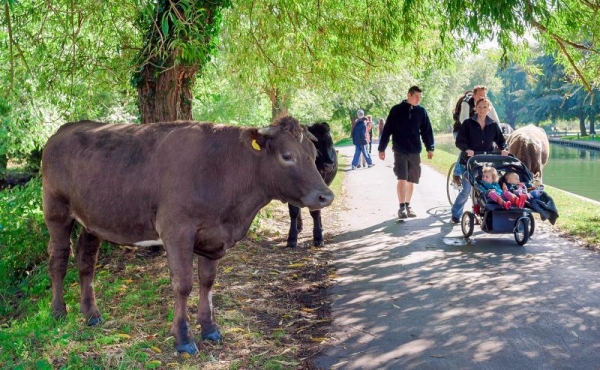 Covăsnenii nu vor scoaterea fermelor din zonele locuite