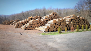 Cât lemn pe picior fost adjudecat de agenții economici în licitația principală organizată de Romsilva