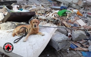 Câinii salvatori din România caută victimele cutremurului din Albania