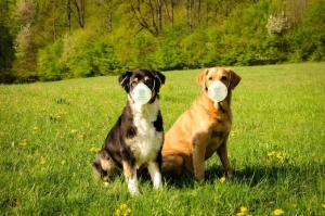 Cercetătorii au descoperit un nou tip de coronavirus de origine canină (studiu)